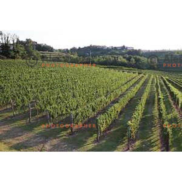 Vineyards around Plesivo village in Goriška Brda - Gorica Hills, Slovenia on sunny summer day on June 16, 2018