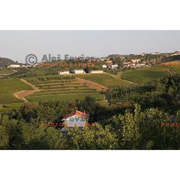Vineyards around Plesivo village in Goriška Brda - Gorica Hills, Slovenia on sunny summer day on June 16, 2018