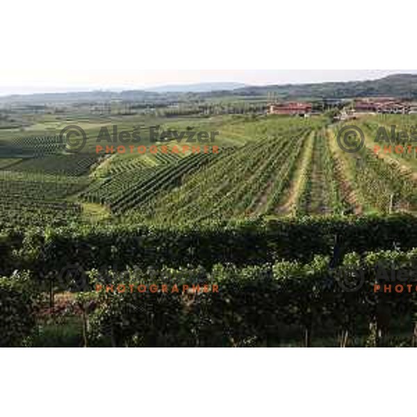 Vineyards around Plesivo village in Goriška Brda - Gorica Hills, Slovenia on sunny summer day on June 16, 2018