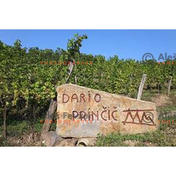 Winemaker Dario Princic has his vineyards in village Oslavia in Collio near Gorizia, Italy. Photography was taken on sunny summer day on June 16, 2018