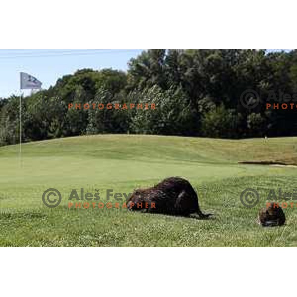 Sedin golf course 18 holes in Slovakia, photographed on August 28, 2020