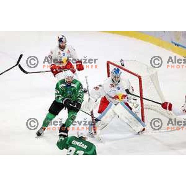Gregor Koblar and Atte Tolvanen in action during IceHL match between SZ Olimpija and Red Bulls Salzburg in Ljubljana, Slovenia on October 10, 2021