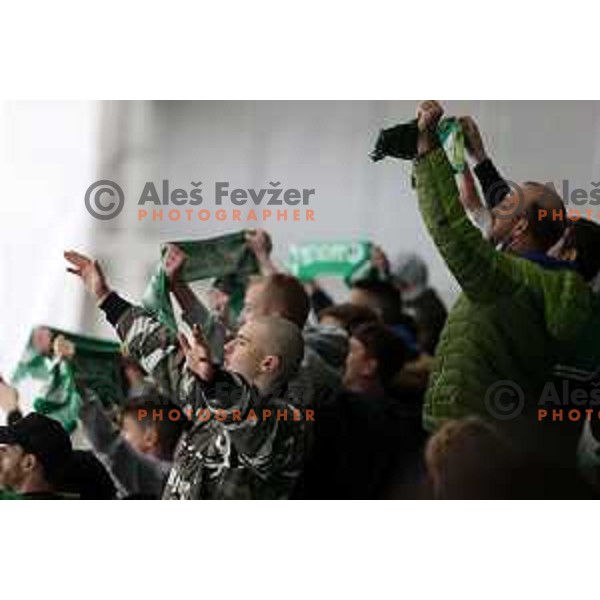 Fans of SZ Olimpija in action during IceHL match between SZ Olimpija and Vienna Capitals in Ljubljana, Slovenia on January 21, 2022