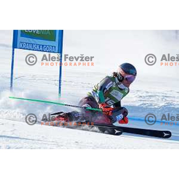 Lucas Braathen (NOR) skiing in the first run of AUDI FIS Ski World Cup Giant Slalom for 61.Vitranc Cup in Kranjska gora, Slovenia on March 12, 2022