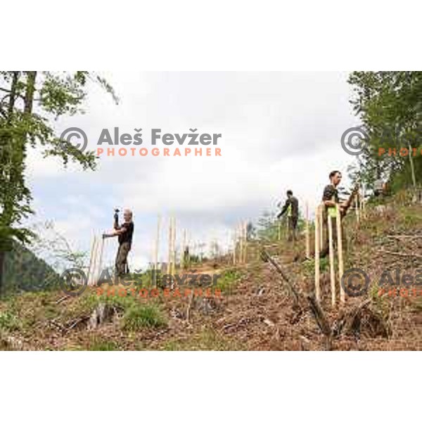 Janja Garnbret, Olympic gold medalists in free-climbing at Tokyo 2020 Olympic Games plants trees in her hometown Crna na Koroskem, Slovenia on May 13, 2022