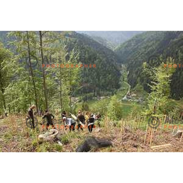 Janja Garnbret, Olympic gold medalists in free-climbing at Tokyo 2020 Olympic Games plants trees in her hometown Crna na Koroskem, Slovenia on May 13, 2022