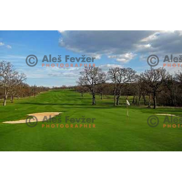 Green of hole nr.4 (497 meters, par 5) at Lipica golf course, 6239 meters, par 73, Slovenia 