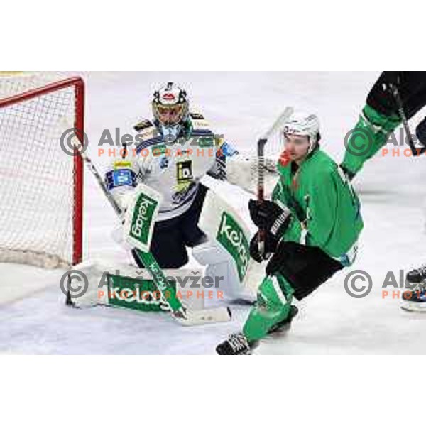Bine Masic in action during IceHL match between SZ Olimpija and VSV in Tivoli Hall, Ljubljana, Slovenia on January 12, 2024