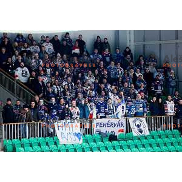 Fans of Hydro Fehervar AV19 in action during IceHL hockey match between SZ Olimpija and Hydro Fehervar AV19 in Ljubljana, Slovenia on Decemeber 22, 2024. Photo: Filip Barbalic