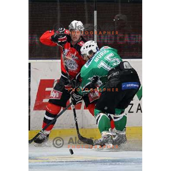 Razingar, Muric at ice-hockey game Tilia Olimpija-Acroni Jesenice in round 4 of EBEL league, played in Hala tivoli, Ljubljana, Slovenia 28.9.2008. Tilia Olimpija won 5:2. 