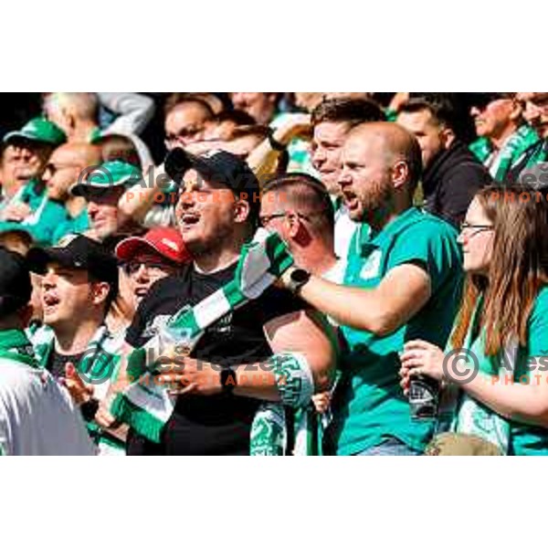 during Prva liga Telemach 2024/2025 football match between Olimpija and Kalcer Radomlje in Ljubljana, Slovenia on May 17, 2025