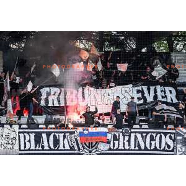 Mura supporters Black Gringos during Prva liga Telemach football match between Mura and Koper in Fazanerija, Murska Sobota, Slovenia on May 25, 2025. Photo: Jure Banfi