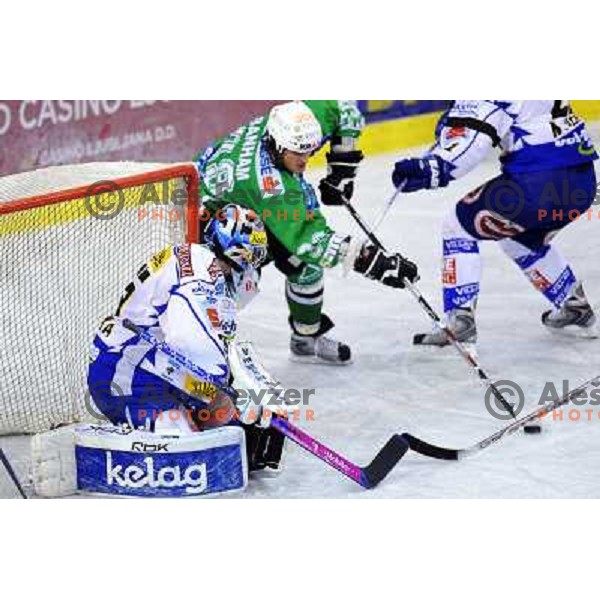 Banham at ice hockey match in the EBEL League , Tilia Olimpija - EC Pasut VSV , 14.10.2008 Hala Tivoli, Ljubljana 
