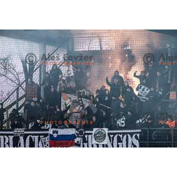 Black Gringos during Prva liga Telemach 2025/26 football match between NK Mura and NK Maribor in Fazanerija, Murska Sobota, Slovenia on November 29, 2025. Photo: Jure Banfi