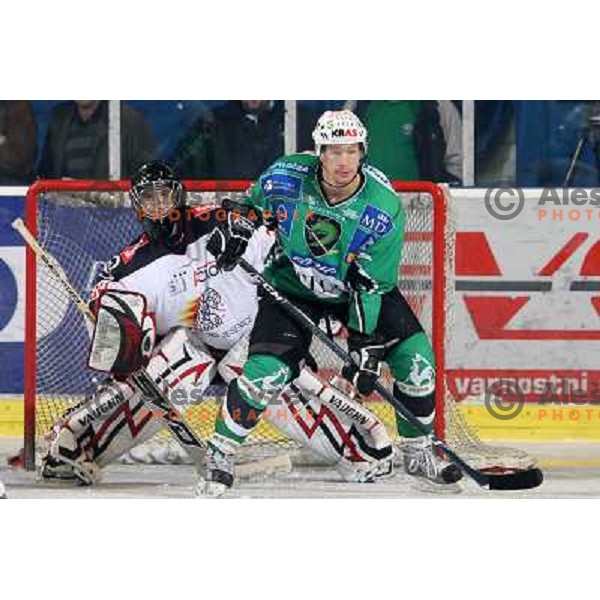 Gaber Glavic and Egon Muric at ice-hockey match Tilia Olimpija- Acroni Jesenice in round 23 of EBEL league, played in Ljubljana, Slovenia 21.11.2008. Tilia Olimpija won 4:3 