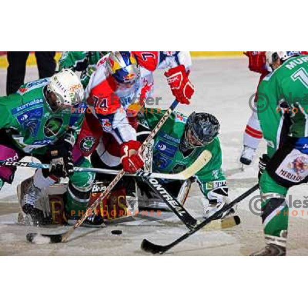 Korhonen and Kalt (74) at ice-hockey match Tilia Olimpija-Red Bull Salzburg in round 26 of EBEL league, played in Hala Tivoli, Ljubljana, Slovenia 28.11.2008 