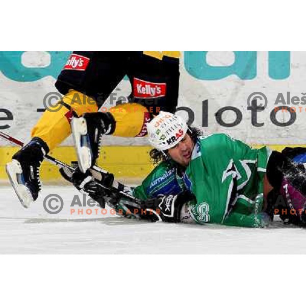 at ice-hockey match Tilia Olimpija- Vienna Capitals in round 28 of EBEl league, played in Hala Tivoli, Ljubljana 2.12.2008. Vienna Capitals won 3:2 