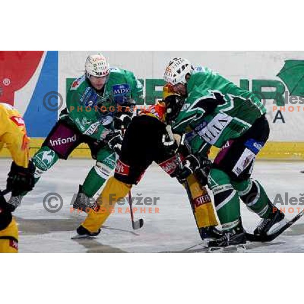 at ice-hockey match Tilia Olimpija- Vienna Capitals in round 28 of EBEl league, played in Hala Tivoli, Ljubljana 2.12.2008. Vienna Capitals won 3:2 
