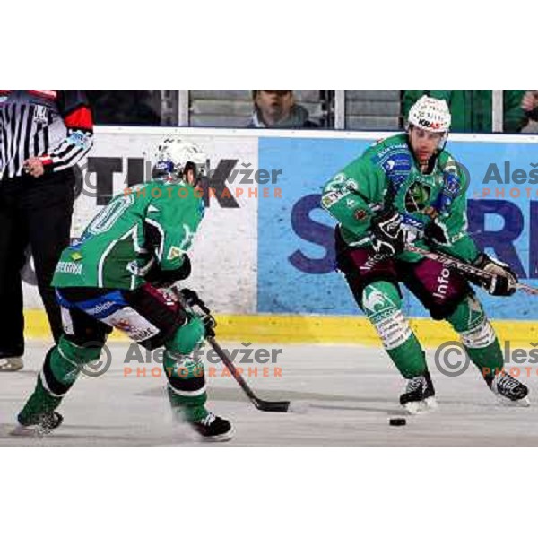 at ice hockey match Tilia Olimpija-Alba in EBEl league, played in Hala Tivoli, Ljubljana 9.12.2008 