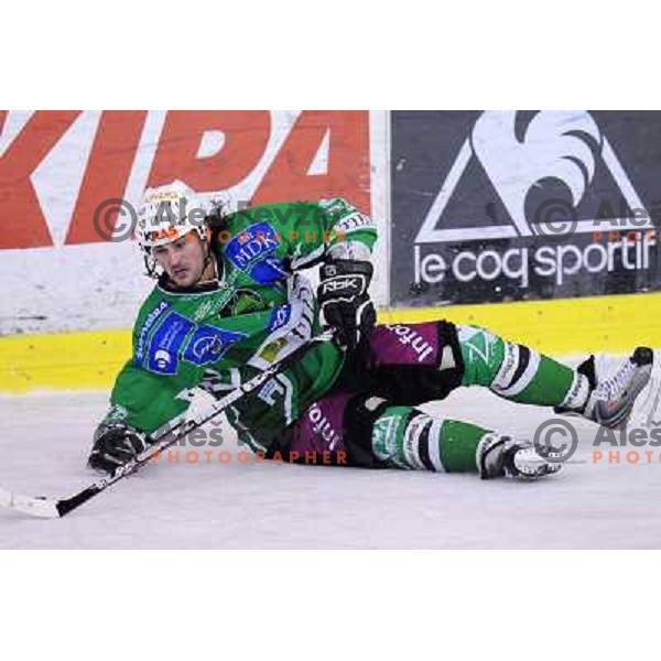 Banham at ice hockey match in the EBEL League , Tilia Olimpija - Graz 99ers, 26.12.2008 Hala Tivoli, Ljubljana 