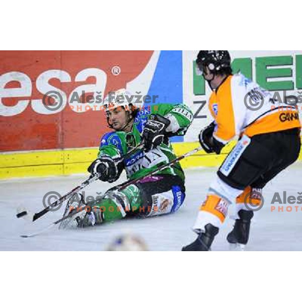Banham at ice hockey match in the EBEL League , Tilia Olimpija - Graz 99ers, 26.12.2008 Hala Tivoli, Ljubljana 