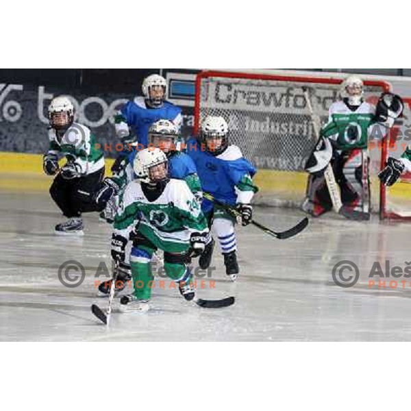 Tilia Olimpija kids in action during ice-hockey match Tilia Olimpija- Acroni Jesenice in Ebel league, played in Hala Tivoli, Ljubljana, Slovenia 27.11.2009. 