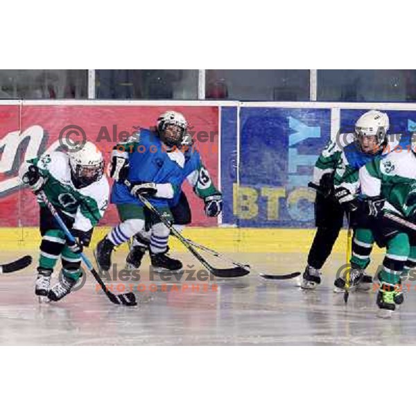 Tilia Olimpija kids in action during ice-hockey match Tilia Olimpija- Acroni Jesenice in Ebel league, played in Hala Tivoli, Ljubljana, Slovenia 27.11.2009. 