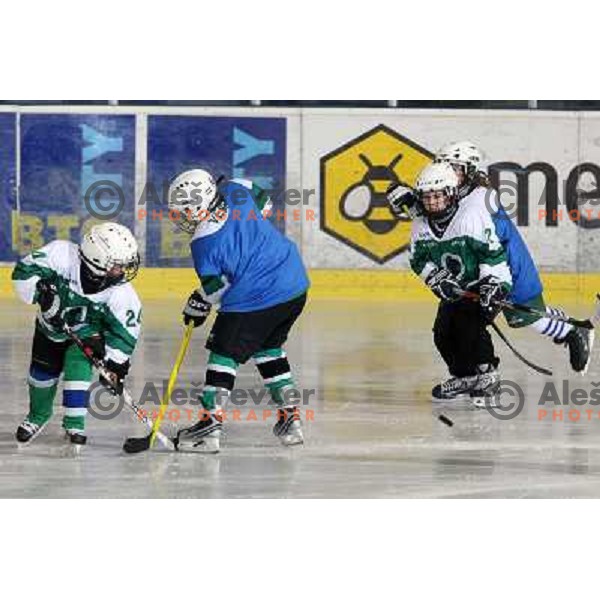 Tilia Olimpija kids in action during ice-hockey match Tilia Olimpija- Acroni Jesenice in Ebel league, played in Hala Tivoli, Ljubljana, Slovenia 27.11.2009. 