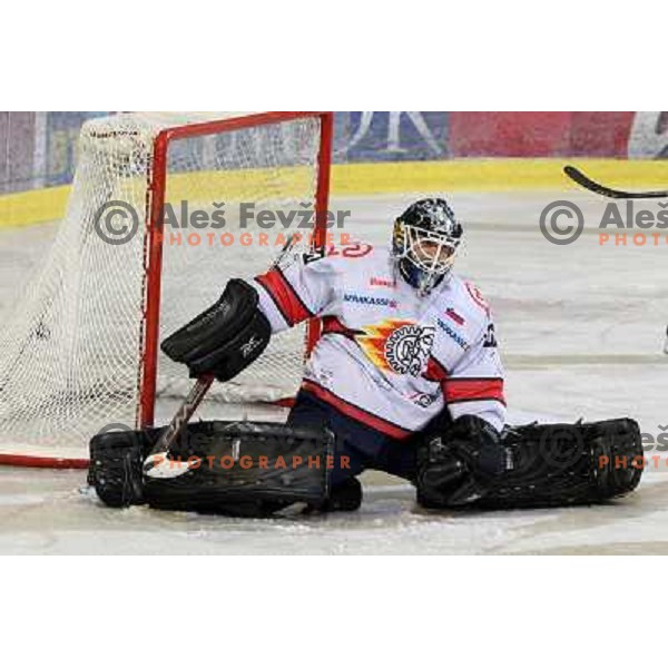 Dov Grumet-Morris in action during ice-hockey match Tilia Olimpija- Acroni Jesenice in Ebel league, played in Hala Tivoli, Ljubljana, Slovenia 27.11.2009. 