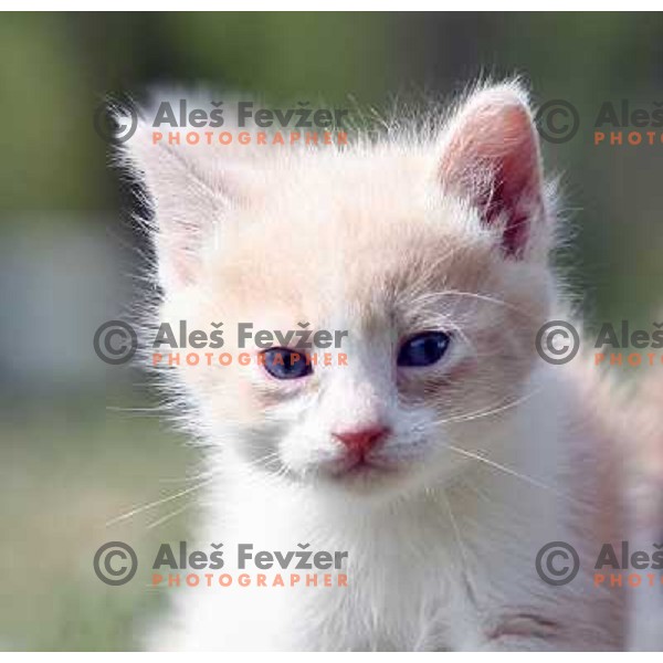 Young cats playing outside during sunny spring day