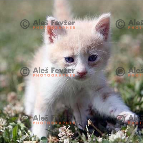 Young cats playing outside during sunny spring day