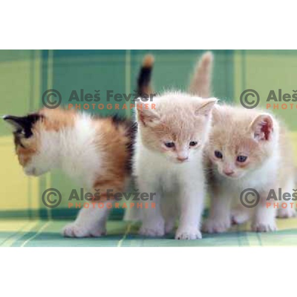 Young cats playing outside during sunny spring day