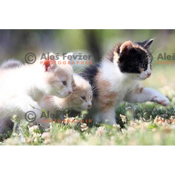 Young cats playing outside during sunny spring day