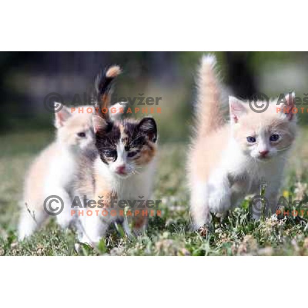 Young cats playing outside during sunny spring day