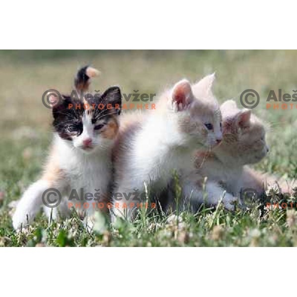 Young cats playing outside during sunny spring day