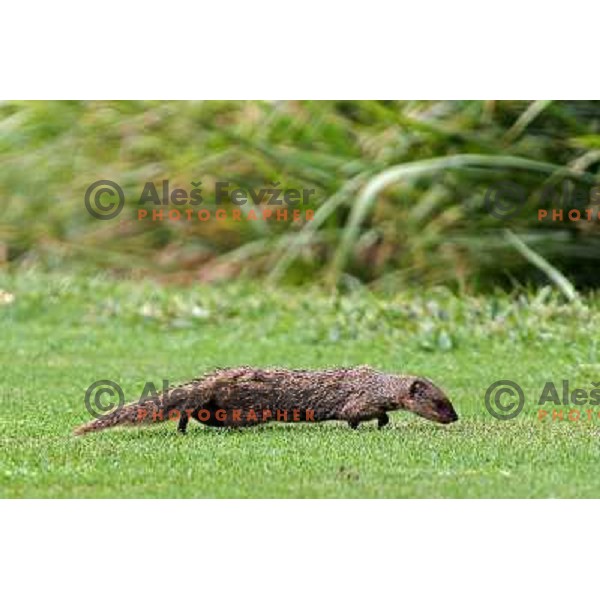  Royal St. Kitts golf course 6859 yards, par 71, Basseterre, St. Kitts and Nevis, West Indies 