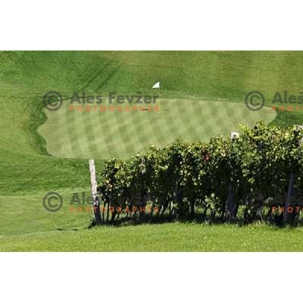 Golf course Zlati gric ( 9 holes, par 36, 2760 meters) in Slovenske Konjice, Slovenia lies in idyllic surroundings between vineyards in Sÿkalce. It is naturally stirred up and entirely rounded up with vineyards. Playing fields are variegated with a b