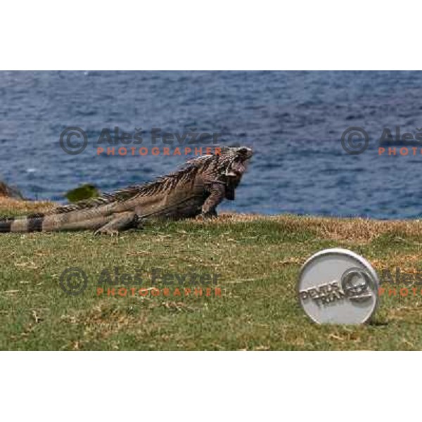 Iguana at Mahogany Run golf course (6022 yards, par 70) George and Tom Fazio Design St. Thomas, American Virgin Islands, april 2010 