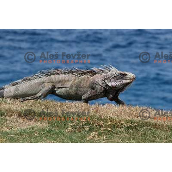 Iguana at Mahogany Run golf course (6022 yards, par 70) George and Tom Fazio Design St. Thomas, American Virgin Islands, april 2010 