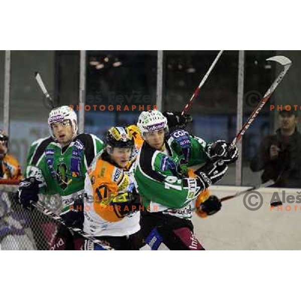 Petr Sachl, Ziga Pance of Tilia Olimpija in action during ice-hockey match Tilia Olimpija- Graz 99ers in round 21 of EBEL league, played in Ljubljana, Slovenia on November 21, 2010 