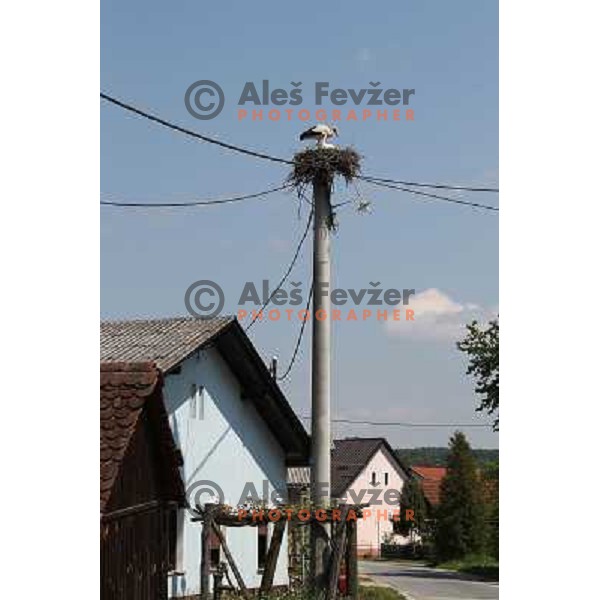  village of Bogojina, Prekmurje, Slovenia on May 1, 2011 