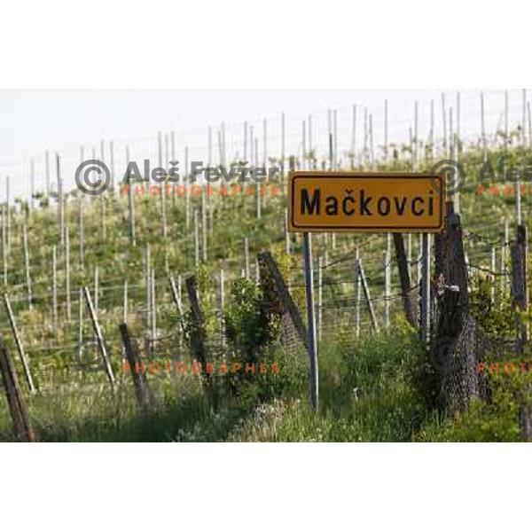 Marof wine estate, home of state of the art Winery in Mackovci, Prekmurje, Slovenia on May 2, 2011 
