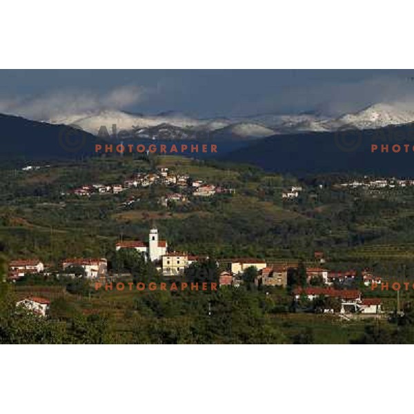 Wineyards in Goriska Brda near Nova Gorica, Slovenia where you can find best slovenian red wines shot September 2011 
