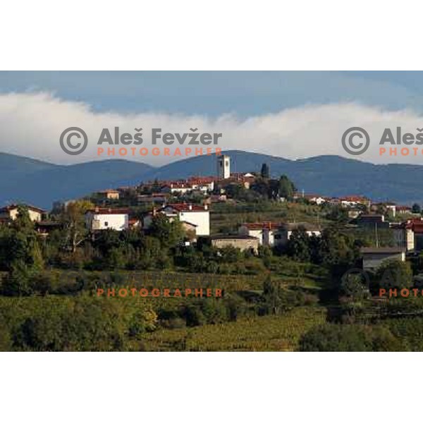 Medana village and Wineyards in Goriska Brda near Nova Gorica, Slovenia where you can find best slovenian red wines shot September 2011 