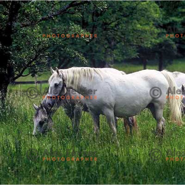 Lipica horses