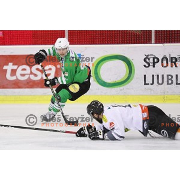 of Olimpija Ljubljana in action during ice-hockey match between Olimpija Ljubljana and Dornbirn in EBEL league 2016/2017 in Tivoli Hall, Ljubljana, Slovenia on February 4, 2017