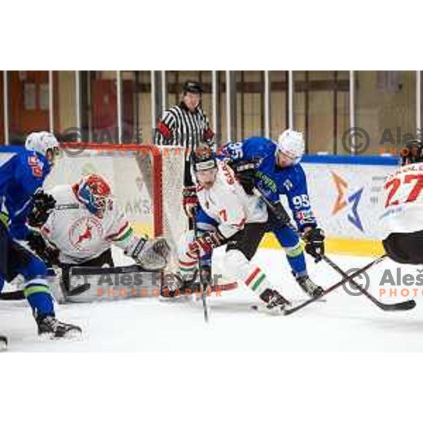 action during EIHC ice-hockey match between Slovenia and Hungary in Bled Ice Hall, Slovenia on February 7, 2019
