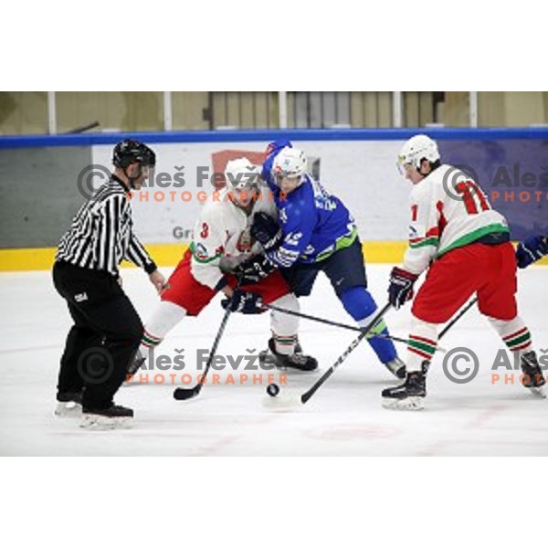 David Rodman of Slovenia in action during EIHC ice-hockey match between Slovenia and Belarus in Bled Ice Hall, Slovenia on February 9, 2019