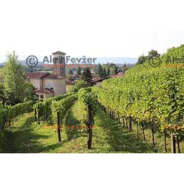 Winemaker Dario Princic has his vineyards in village Oslavia in Collio near Gorizia, Italy. Photography was taken on sunny summer day on June 16, 2018