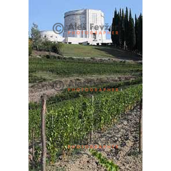 Winemaker Dario Princic has his vineyards in village Oslavia in Collio near Gorizia, Italy. Photography was taken on sunny summer day on June 16, 2018